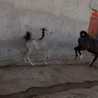 کره مادیان|اسب و تجهیزات اسب‌سواری|ماهیدشت, |دیوار