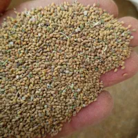 فروشتخماسپست|خوردنی و آشامیدنی|زهک, |دیوار