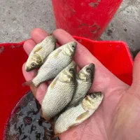 جوجه کپور