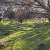 زمین شهرک فیروز آبادی