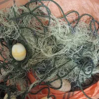 تور شیری رکسی 70چشم پانی