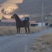 کره مادیان۵نشان یک سر ترکی یک سر چاپار