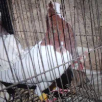 کبوتر جوجه بوم|پرنده|شیروان (خراسان), |دیوار