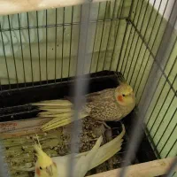 عروس هلندی کوتوله برزیلی|پرنده|صحنه, |دیوار