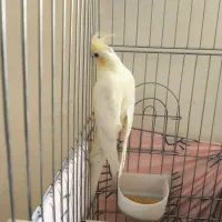 پرنده عروس هلندی سه عدد|پرنده|بندرعباس, |دیوار