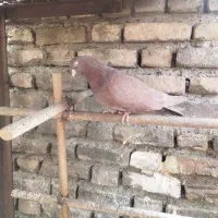 ۵عدد کفتر یجای|پرنده|اندیشه, اندیشه فاز ۱|دیوار