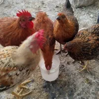 پنج عدد مرغ وخروس