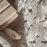 خرگوش بزرگ ومتوسط وکوچک