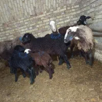 فروش میش و بره