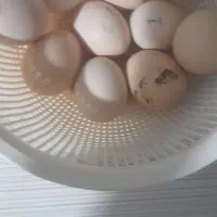 تخم مرغ  نطفه دار