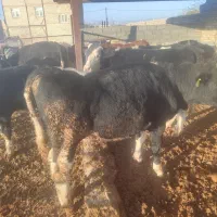 گوساله نروماده درفریمان