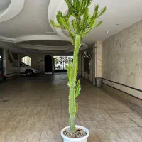 افوربیا|گل و گیاه طبیعی|تهران, پردیسان|دیوار