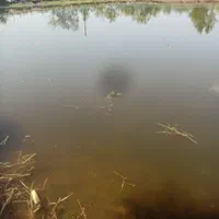 گرم یا سایز یک بند انگشت انواع ماهیان|ماهی|رشت, حومه رشت|دیوار