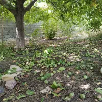 اجاره ویلا مبله دهبکری|اجارهٔ خانه و ویلا|دهبکری, |دیوار