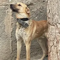 سگ نگهبان سگ سرابی|سگ|تهران, شهرک استقلال|دیوار