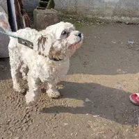 سگ پشمالو فوری