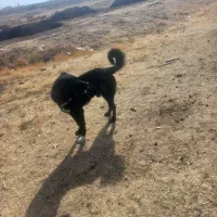 سگ سرابی اصل|سگ|دهگلان, |دیوار