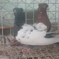 سه جفت  کبوتر|پرنده|مسجد سلیمان, |دیوار