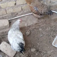 مرغ تخم گذار|حیوانات مزرعه|شیراز, ماه فیروزان|دیوار