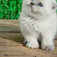 بریتیش گلد عروسکی ۲۵ درصد تخفیف