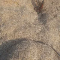 ۲۰۰ کیلو کاه داس درو درجه یک|حیوانات مزرعه|جوانرود, |دیوار