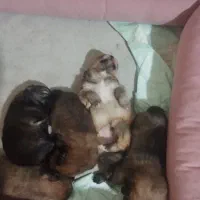 توله پامرومادر