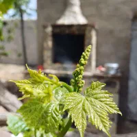 فروش منزل ویلایی سندشیش دانگ قوچان روستای داودلی