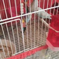 تعدادی مرغ عشق چشم شرابی با یه جفت عروس هلندی