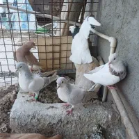 کفتر پرشی