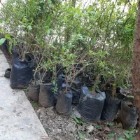 نهال انار شیرین نژاد گل بهشهر