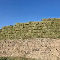 یونجه بدون کود شیمایی