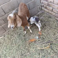 گوسفند|حیوانات مزرعه|نرماشیر, |دیوار