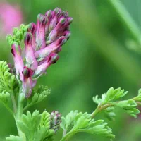 فروش شاهتره وبنشه تازه و خاک شیر