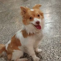 پامر روباهی|سگ|نهاوند, |دیوار