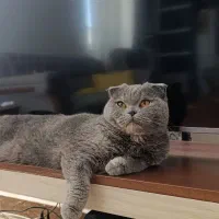 گربه اسکاتیش فولد