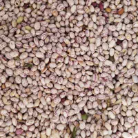 لوبیا چیتی مال امسال