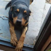 سگ روتوایلر نر|سگ|شمشک, |دیوار