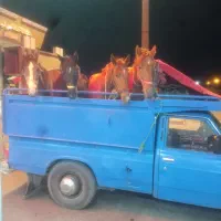 خریدوفروش اسب پالونی وباری|اسب و تجهیزات اسب‌سواری|لاران, |دیوار