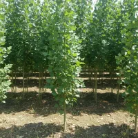 فروش نهال صنوبر درجه یک برای کاشت سریع‌الرشد