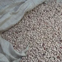 200 کیلو لوبیا چیتی تازه گشت امسال خوش پخت تمیز|خوردنی و آشامیدنی|باقرشهر, |دیوار