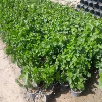 پیش فروش صنوبر و کبوده ونهال بادام و پسته و گردو