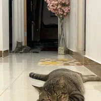 واگذاری رایگان گربه