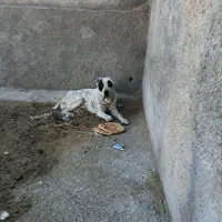 ماده الابای ۳ ساله