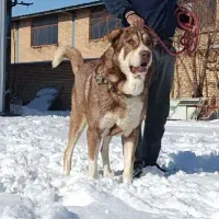 سگ دُزدی|حیوانات|اراک, |دیوار