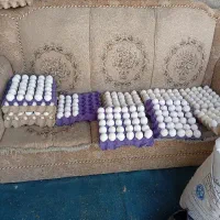 فروش مرغ سفید تخمگزار