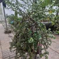 کل اشک بسیار زیبا ۷ساله