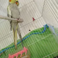 فروش عروس هلندی دستی|پرنده|اردکان, |دیوار