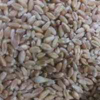 گندم بذری LG5 کاشته شده در اردبیل روستای نیار