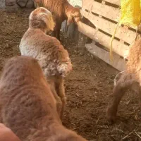 بره|حیوانات مزرعه|مشگین شهر, |دیوار