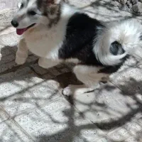 فروش سگ هاسکی نر|سگ|محلات, |دیوار